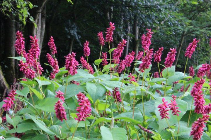 persicaria_full_width.jpg